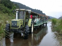 太平山英仕山莊-休閒活動─茅草牛車之旅