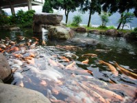 太平山英仕山莊-親子餵魚區