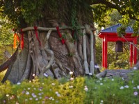 牛耳藝術渡假村-連理神木