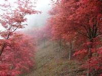 Explore Taiwan’s Most Mesmerizing Maple Scenic Areas for Your Taiwan travel - Alishan, Nantou, Taipei, Hsinchu & Yilan!