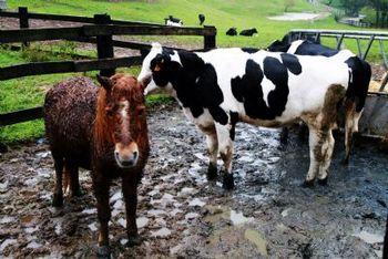 Miaoli Flying Cow Ranch
