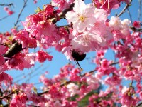 (New Taipei City) 2013 Wulai Cherry Blossom Festival