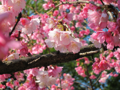 Cherry Blossom (Photo by Bruce)