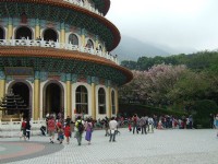 (New Taipei City) Danshui Tianyuan Temple Cherry Blossom Festival