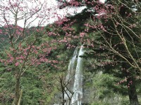 Taiwan Top Cherry Blossom Viewing Spots - Alishan, Nantou Sun Moon Lake & Taipei Chiang Kai-Shek Memorial Hall
