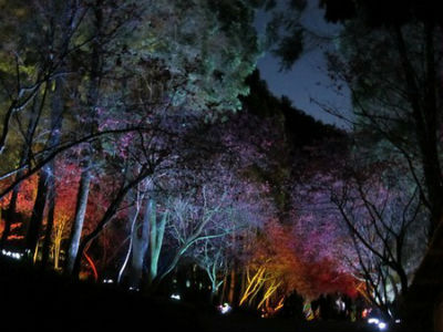 Evening event at Formosan Aboriginal Cultural Village Cherry Blossom Festival