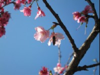 2013 Cherry Blossoms Festivals in Nantou