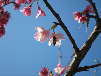Cherry Blossom (Photo by Bruce)