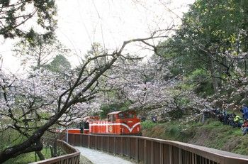 Alishan Cherry Blossom Festival