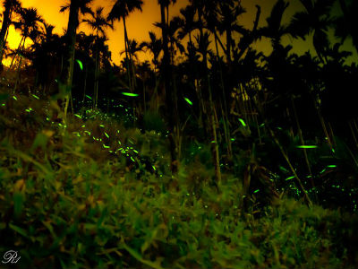 Fireflies in Taiwan (Photo: R one)