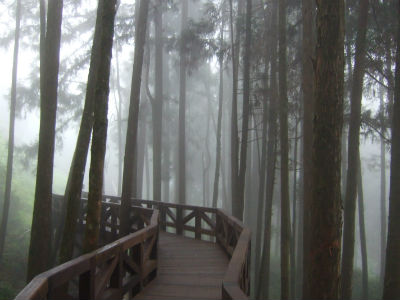 Alishan Forest Recreation Park (Photo: Mimi H.)