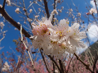 Cherry Blossom (Photo by Claire S.)
