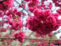 Sakura Festival in Formosan Aboriginal Cultural Village