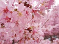 2015 Alishan Cherry Blossom
