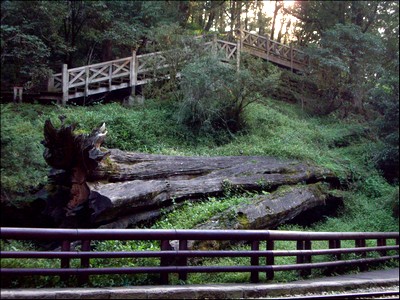 Sacred Tree Monument by Eva