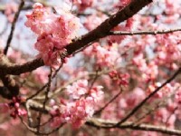 Sun Moon Lake Cherry Blossom