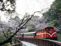 2016 Alishan Cherry Blossom Festival