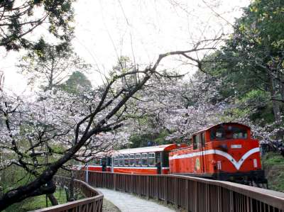 Alishan cherry blossom and train photo by Chiang