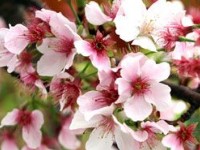 (Taipei) Yangmingshan Flower Season