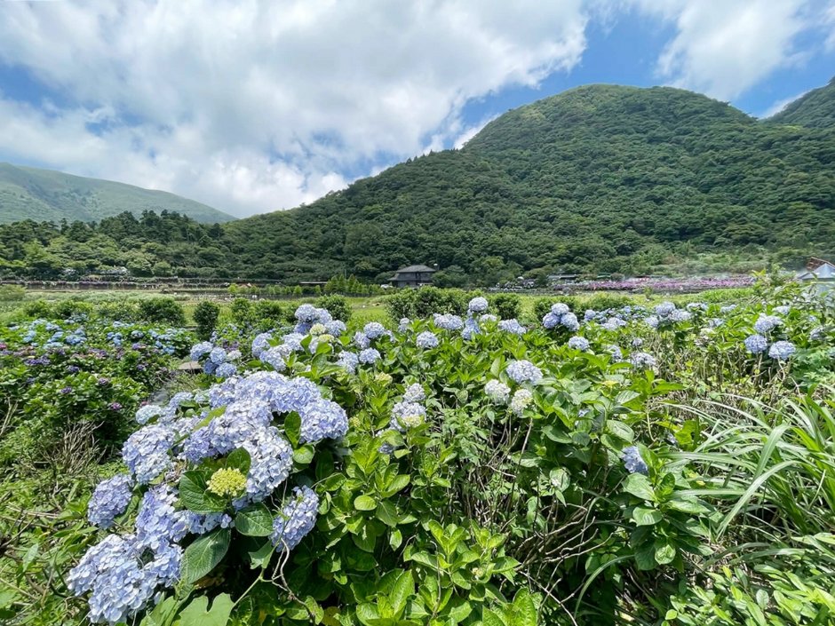滿開的繡球花讓竹子湖更顯繽紛（資料照片）