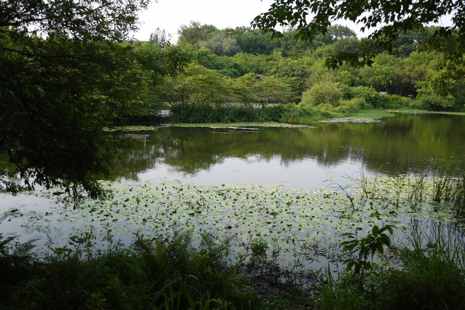 鳥松濕地公園 攝影：三井