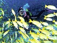聖亞海洋世界<br/> 攝影：四川旅遊信息網