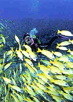 聖亞海洋世界 攝影：四川旅遊信息網
