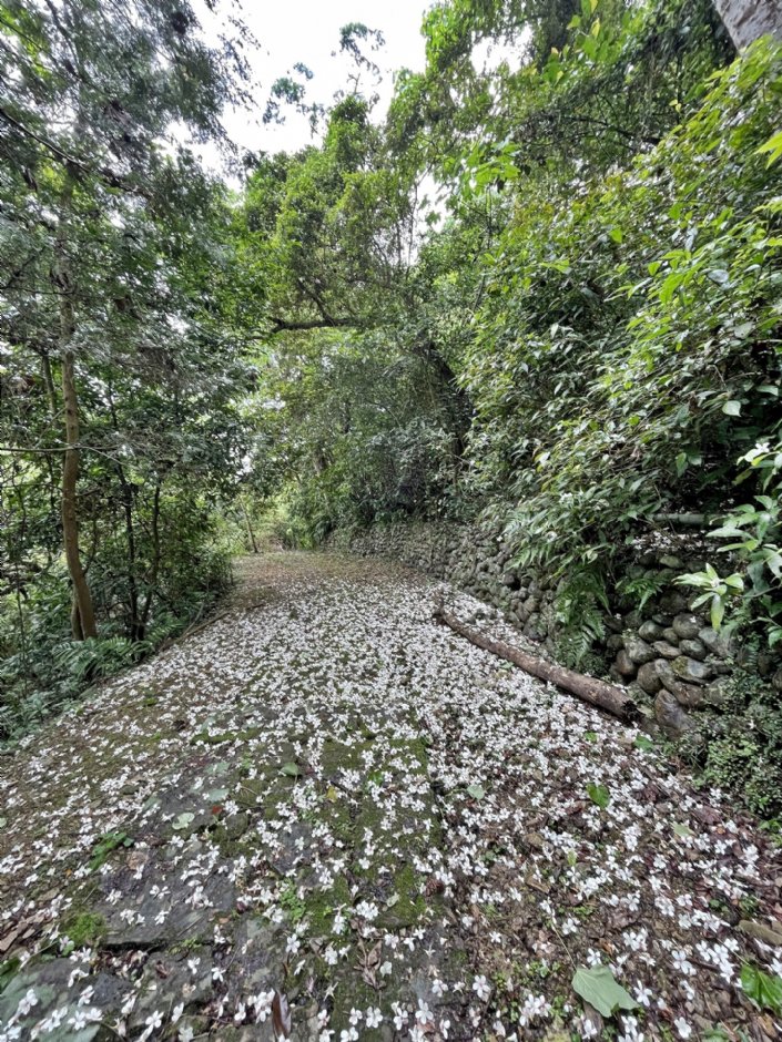 仁山植物園可見桐花 攝影：Eva隨手拍