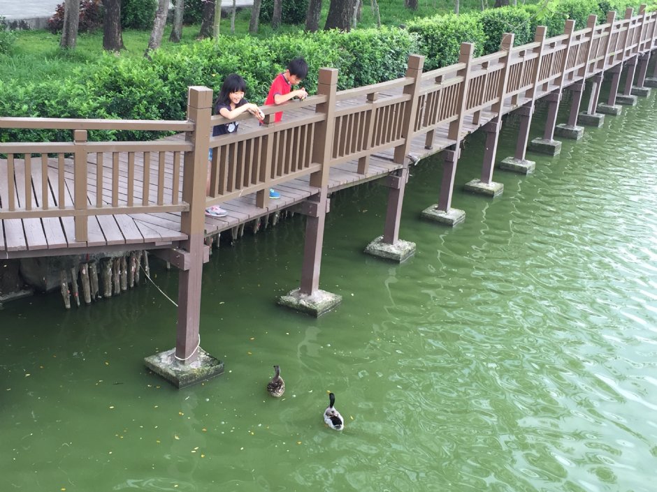 餵食綠頭鴨 攝影：旅遊王攝影組