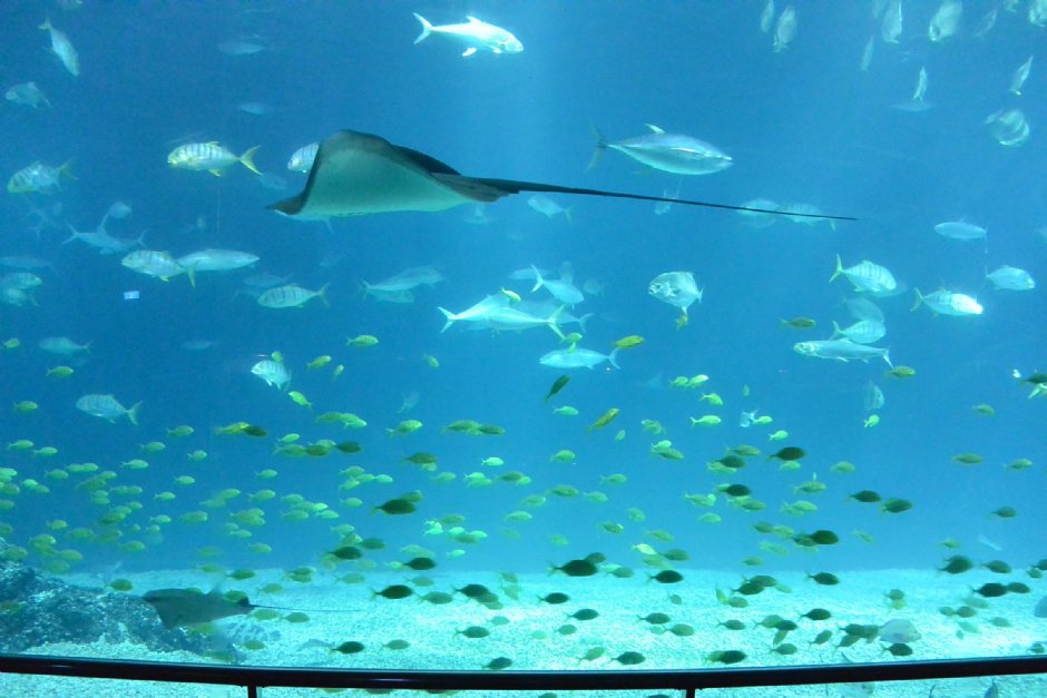大洋池 攝影：國立海洋生物博物館
