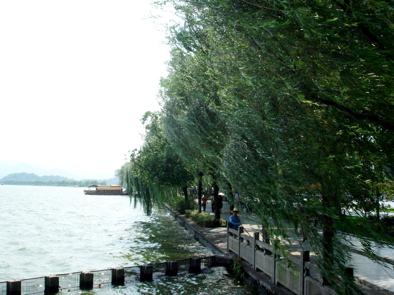 搖曳垂柳 攝影：余錫堅