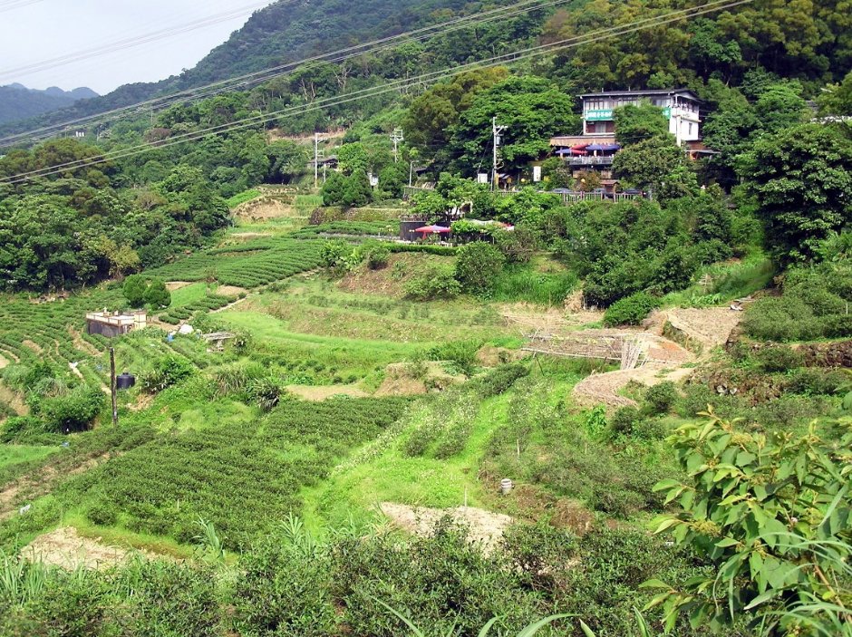 貓空的山坡地 攝影：陳李豪