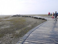 高美濕地2015<br/> 攝影：旅遊王攝影組