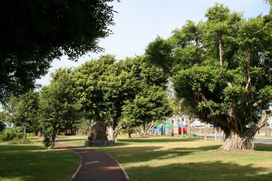 榕树下艺术作品 摄影：老山羊部落格