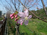 樂活公園可賞櫻<br/> 攝影：Eva隨手拍