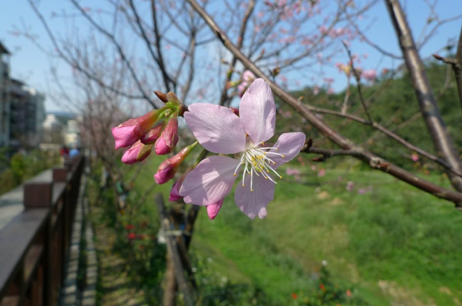 樂活公園可賞櫻 攝影：Eva隨手拍
