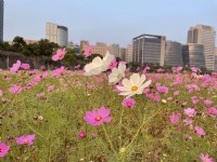 美堤河濱公園(2021年花海)<br/> 攝影：Eva隨手拍