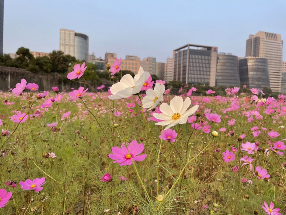 美堤河濱公園(2021年花海) 攝影：Eva隨手拍
