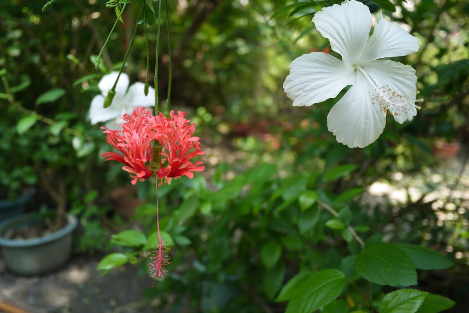 原生植物園 攝影：三井
