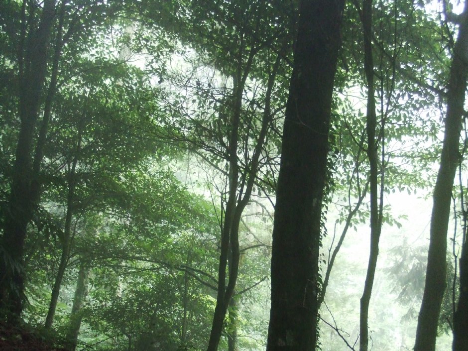 檜山巨木群步道 攝影：Lu