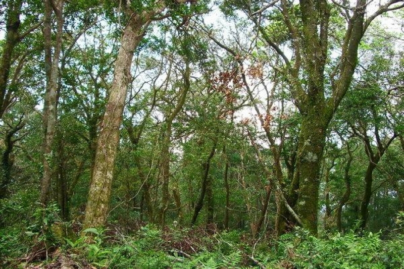 紅綠黃交錯樹林 攝影：老山羊部落格