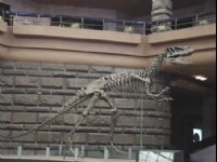 恐龍博物館-05<br/> 攝影：四川旅遊信息網