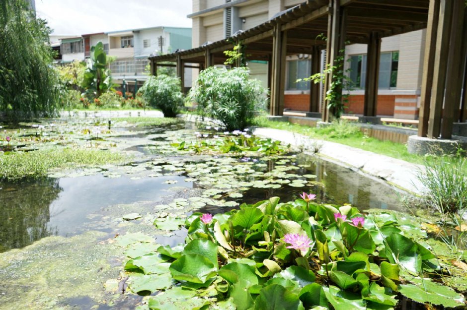 園區內的生態池 攝影：臺灣印刷探索館 提供