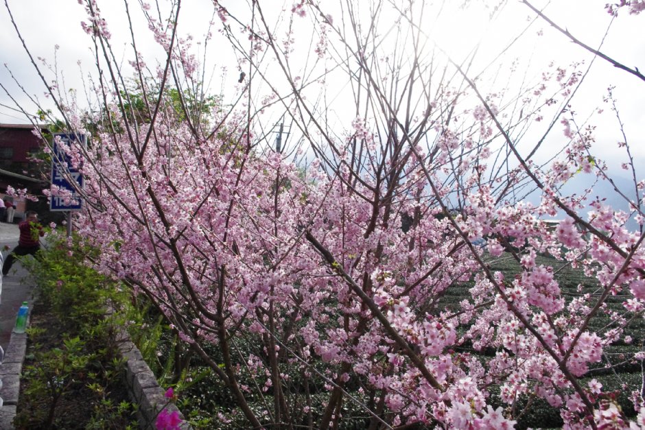 草坪頭玉山觀光茶園 攝影：Eva隨手拍