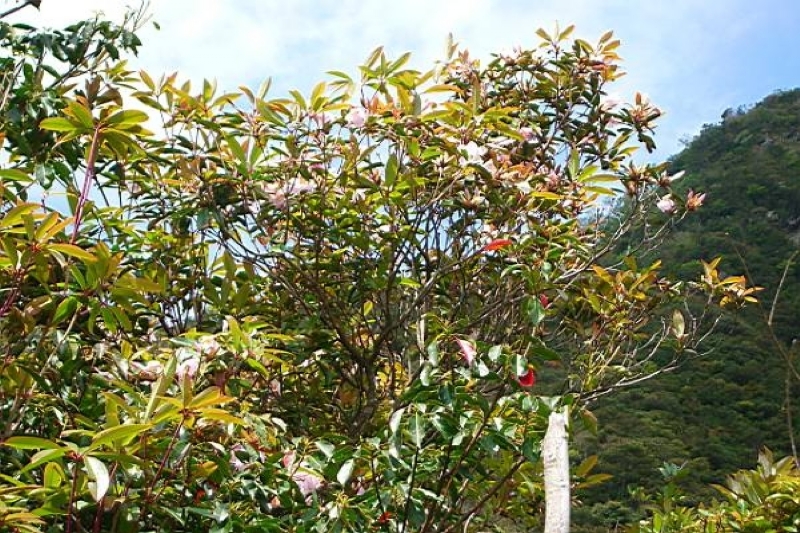 要變金黃的樹葉 攝影：老山羊部落格