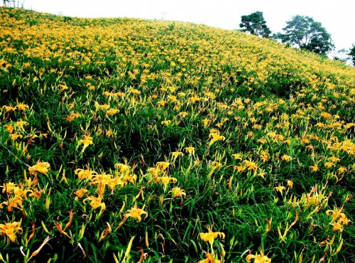 Taimali Kinchen Mountain