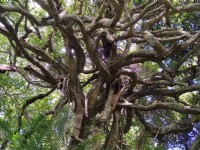 鶯山森林文化博物館<br/> 攝影：Lu