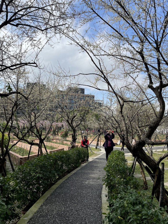 士林官邸梅園 攝影：Eva隨手拍