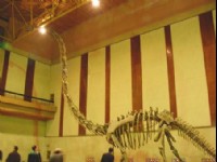恐龍博物館-04<br/> 攝影：四川旅遊信息網