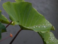 青年公園<br/> 攝影：xcatx